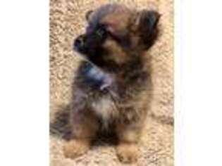 Pomeranian Puppy for sale in Bumpass, VA, USA