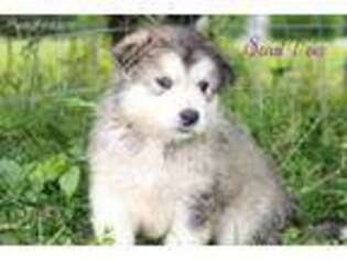 Alaskan Malamute Puppy for sale in Bernville, PA, USA
