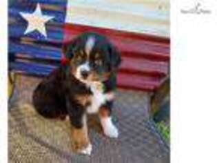 Australian Shepherd Puppy for sale in Fort Worth, TX, USA