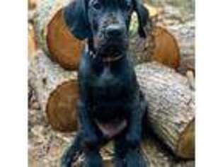 Great Dane Puppy for sale in Putney, VT, USA