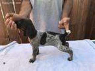 German Shorthaired Pointer Puppy for sale in Lompoc, CA, USA