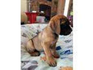 Mastiff Puppy for sale in Mishicot, WI, USA