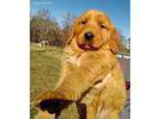Golden Retriever Puppy for sale in Douglasville, GA, USA