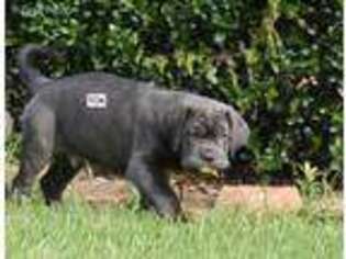 Neapolitan Mastiff Puppy for sale in Foley, AL, USA