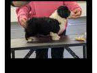Pembroke Welsh Corgi Puppy for sale in Charleston, WV, USA