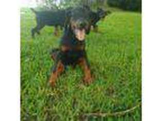 Doberman Pinscher Puppy for sale in Deland, FL, USA
