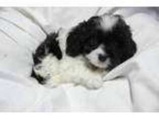 Cavapoo Puppy for sale in Harrison, AR, USA