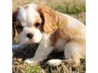 Cavalier King Charles Spaniel Puppy for sale in Farmerville, LA, USA