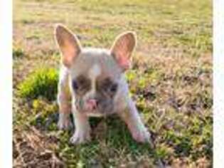 French Bulldog Puppy for sale in Albemarle, NC, USA