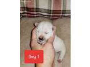 West Highland White Terrier Puppy for sale in Texarkana, AR, USA