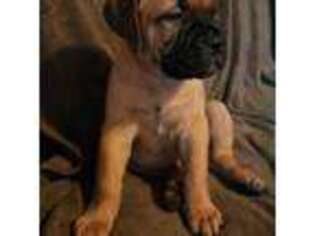 Bullmastiff Puppy for sale in Milmay, NJ, USA