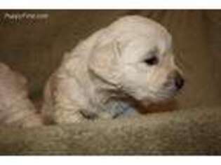 Mutt Puppy for sale in New York Mills, MN, USA