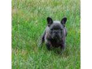 French Bulldog Puppy for sale in Rye, NH, USA