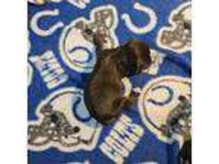 Mutt Puppy for sale in Niles, MI, USA
