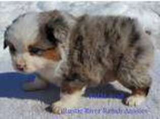 Miniature Australian Shepherd Puppy for sale in Browerville, MN, USA