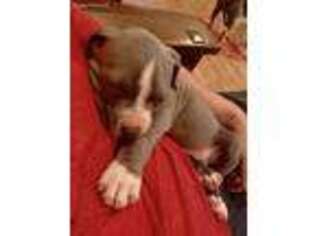 American Staffordshire Terrier Puppy for sale in Glendale, CA, USA