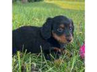 Dachshund Puppy for sale in Loogootee, IN, USA