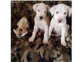 Dogo Argentino Puppy for sale in Yellville, AR, USA