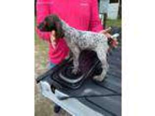 German Shorthaired Pointer Puppy for sale in Eastman, GA, USA