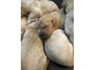 Golden Retriever Puppy for sale in Jonesboro, IN, USA
