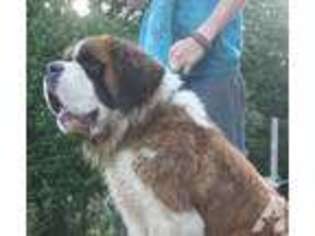 Mutt Puppy for sale in BLODGETT, OR, USA