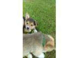 Pembroke Welsh Corgi Puppy for sale in Nanjemoy, MD, USA