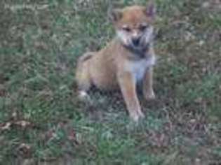Shiba Inu Puppy for sale in Vian, OK, USA