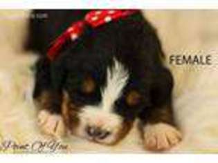 Bernese Mountain Dog Puppy for sale in Clayton, IL, USA