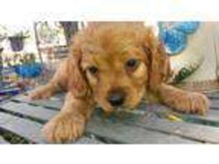 Cavapoo Puppy for sale in La Vernia, TX, USA