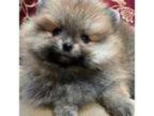 Pomeranian Puppy for sale in Las Cruces, NM, USA