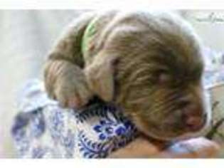 Labrador Retriever Puppy for sale in Las Vegas, NV, USA