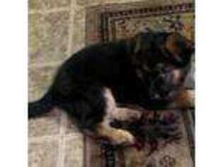 German Shepherd Dog Puppy for sale in Howard Beach, NY, USA