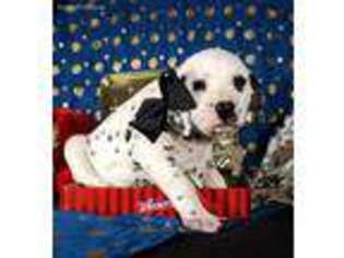 Dalmatian Puppy for sale in New Haven, IN, USA