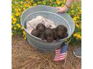 Boykin Spaniel Puppy for sale in Cochran, GA, USA
