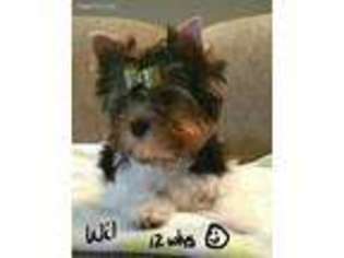 Biewer Terrier Puppy for sale in Romulus, MI, USA