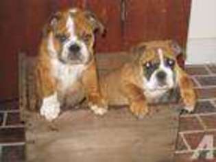 Bulldog Puppy for sale in ALBION, NY, USA