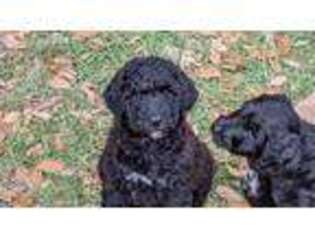 Labradoodle Puppy for sale in Lake City, FL, USA