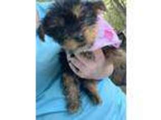 Yorkshire Terrier Puppy for sale in Indian Trail, NC, USA