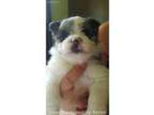 Maltipom Puppy for sale in Paw Paw, MI, USA