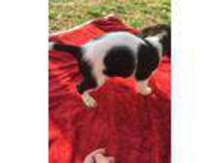 Cavalier King Charles Spaniel Puppy for sale in Chickasha, OK, USA