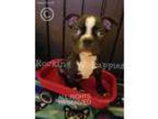 Boston Terrier Puppy for sale in Wheatfield, IN, USA