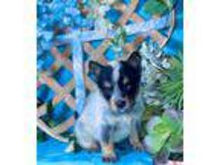Australian Cattle Dog Puppy for sale in New Braunfels, TX, USA