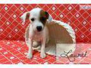 Jack Russell Terrier Puppy for sale in Hattiesburg, MS, USA