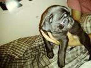 Pug Puppy for sale in Freeville, NY, USA