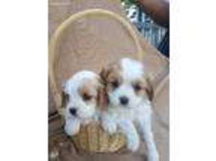 Cavalier King Charles Spaniel Puppy for sale in Jefferson, WI, USA