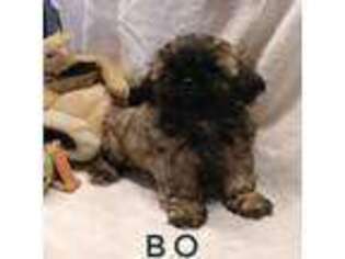 Mutt Puppy for sale in Mesilla Park, NM, USA
