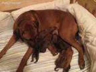 Rhodesian Ridgeback Puppy for sale in Scarborough, ME, USA