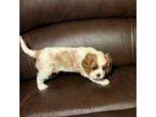 Cavalier King Charles Spaniel Puppy for sale in Owasso, OK, USA