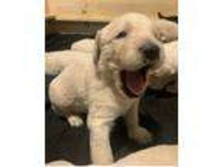 Labradoodle Puppy for sale in Vacaville, CA, USA