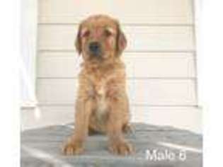 Golden Retriever Puppy for sale in Indianola, IA, USA